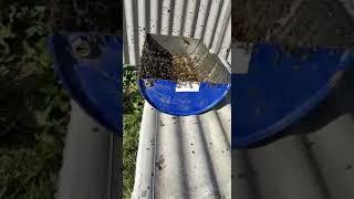 Обсушиваю прошлогодний забрус.