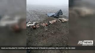 MAIS AVVELENATO CONTRO LE NUTRIE MA E' STRAGE DI ANIMALI SELVATICI | 19/01/2021