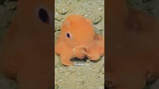 Dumbo Octopus #funny #animals #dumbooctopus #cute #shorts #youtubeshorts