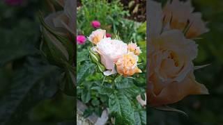 #amomentintimerose #rose #champagne #color #matthews #roses