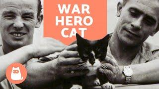 The Moving Story of SIMON the WAR HERO CAT 