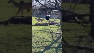 Ostrich tags a kadu then does a dance