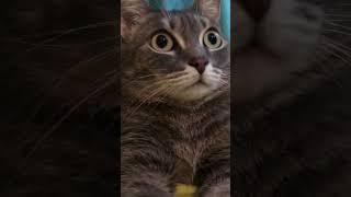 Стихотворение «Важный кот»