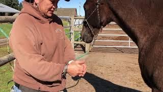 Pure Sole Hoof Wax Application with Audrey