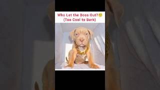 This Puppy’s Got More Swag Than Most People! | Dog in Gold Chain ️  #shorts