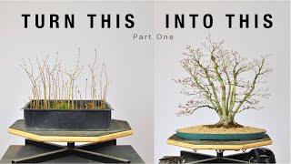 Turn Japanese Maple Seedlings into a Clump Style Bonsai, Part 1 | Bonsai-U