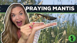Praying Mantis | All About Mantids