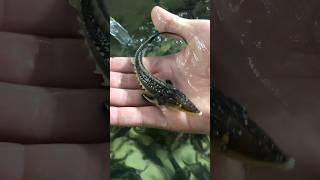 На ферме ГК «Русский Икорный Дом» #caviar #fishing #икра #ферма #чернаяикра