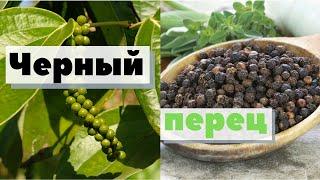 Черный перец | Как это сделано | Black pepper