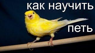 КАК НАУЧИТЬ КЕНАРА ПЕТЬ / линька у канареек / CANARY SINGING