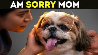 How Dog Say Sorry - 8 Signs Your Dog Apologizes To You