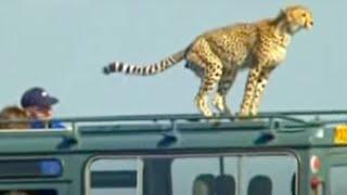 Cheetahs Meet Film Crew | BBC Studios