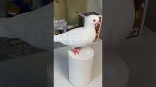 Amazon finds gadgets #kitchen #shop #shopping #hack are #home #house #decor have #viral #reels