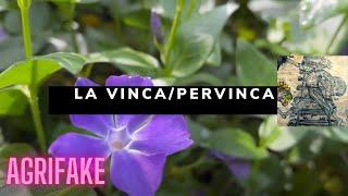 LA VINCA O PERVINCA (Vinca major)COME “TAPPETO VERDE”