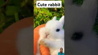 The Little Rabbit eating carrot Cute Pet Debut Plan #pet #bunny #cutepet #cute #rabbiteatingcarrot