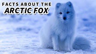 Arctic Fox Facts: the BLUE FOX  Animal Fact Files