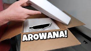 LIVE FISH UNBOXING! BLACK AROWANA from PREDATORY FINS!