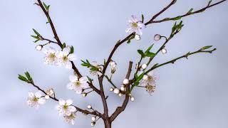 Plum Blossom  Цветок Сливы Цвести Весна Почка Цветение