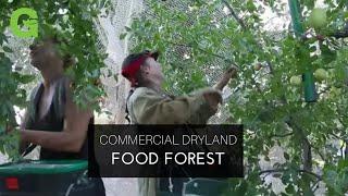 Commercial Dryland Food Forest