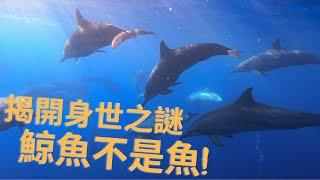 【精選】鯨魚不是魚！鯨豚的祖先原本是一種像鹿的偶蹄動物？依據DNA定序，鯨類和河馬竟然是姐妹群!? 鯨豚為何從陸地返回海洋？金鐘主持人舒夢蘭帶您揭開鯨豚家族的身世之謎！ˍ大洋的召喚ˍ聚焦全世界