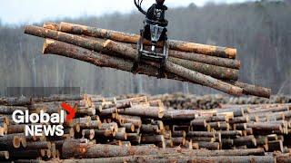 US lumber tariffs could have severe impact on BC’s softwood industry