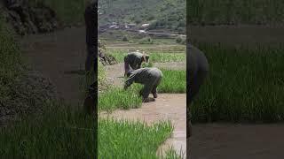 It's already really hot now, but farmers can't afford to rest