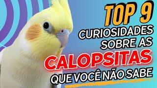 TOP 9 CURIOSIDADES SOBRE AS CALOPSITAS QUE VOCÊ NÃO SABE