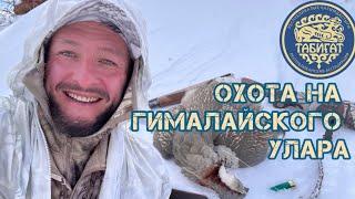 Охота на улара 2023 ! Hunting for Himalayan snowcock