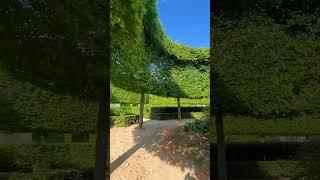 #friendships #nature #garden #peaceful #relax #songfusion #enjoy #youtubeshorts #naturelovers #relax
