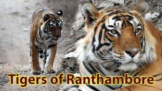 Tigers of Ranthambore National Park