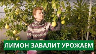 УХОД И ОШИБКИ ПРИ ВЫРАЩИВАНИЕ ЛИМОНА ДОМА