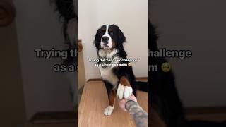 The way he just stares at me after  #dogshorts #bernese #cutedog #funnydog #trending #dog #dogs