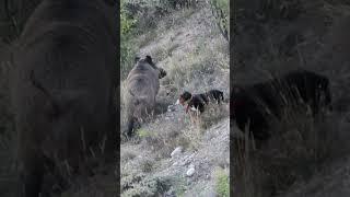 Dog Chases Giant Wild Boar  Köpek Dev Domuzun Peşinde! #hog #wildboar #pig