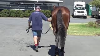 Australian Thoroughbred Bloodstock - Racehorse Shares & Syndications