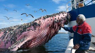 The pink Humpback whale had parasitic barnacles on its body and asked the old man for help