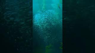 fish in the sea