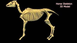 Horse Skeleton 3D Model