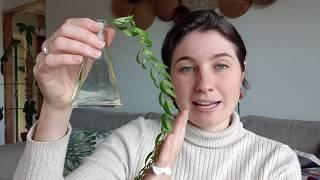 HOUSEPLANT PROPAGATION - THE BASICS