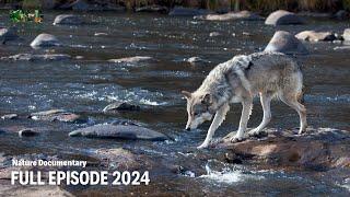 A Wolf's Journey | Full episode | Animal documentary