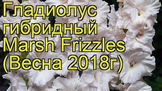 Гладиолус гибридный (Marsh Frizzles). Краткий обзор, описание характеристик, где купить луковицы