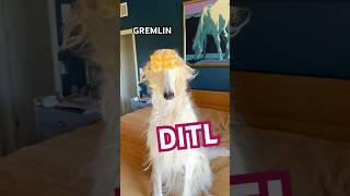 Day in the life of the Manor Gremlin #dayinmylife #borzoi #dogbreeds #dogs #funny