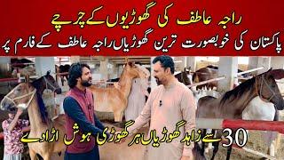 Most beautiful Desi mares of Raja Atif Zahoor | پاکستان کی خوبصورت ترین گھوڑیاں