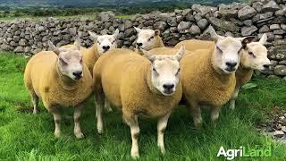 Chartex and Texel rams