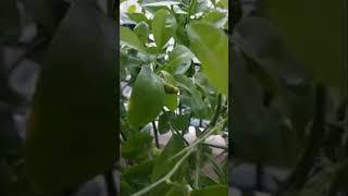 A gardener's dilemma #hydroponics #butterfly #caterpillar #shorts