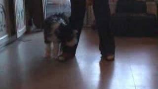 Bearded Collie puppie makes first efforts in DogDance