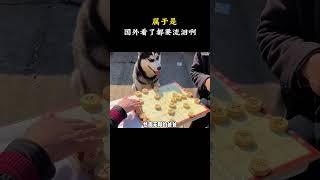 哈士奇：这怎么拆家，我压根都不在家！ #梗 #名場面 #離譜操作