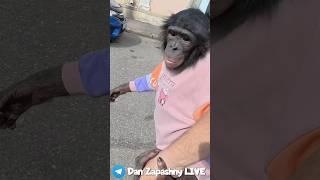 Завёл Шимпанзе! Дитя Африки Требует Внимания и Прогулки