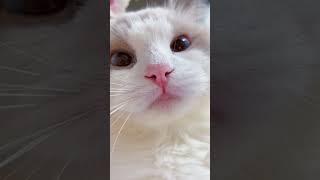 #shorts cat meme & kitten (tik tok video] - funny cats meow baby cute compilation [cat-cash home)