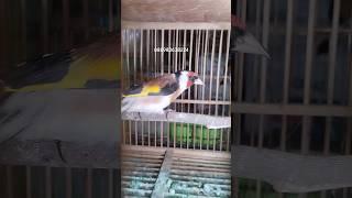 Burung goldfinch Eropa Di kios Agung dzn 088983638224 #shortvideo t #pasarburungpramuka #goldfinch