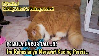 TIPS DAN CARA MERAWAT KUCING PERSIA AGAR GEMUK DAN BULUNYA LEBAT